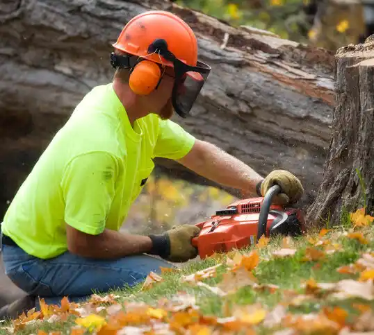 tree services Beulaville